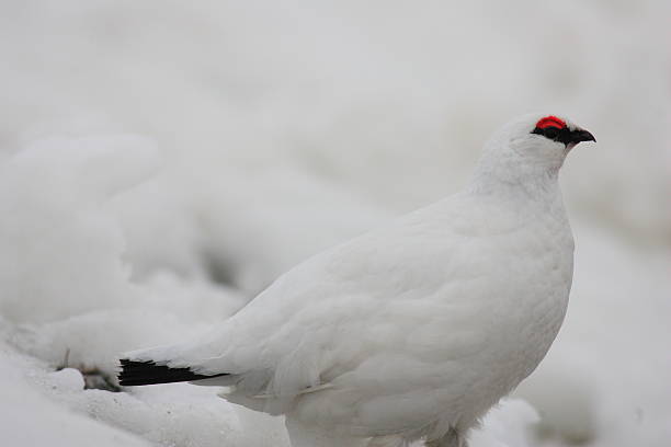 istock Rock Ptarmigan in Japan 636791760