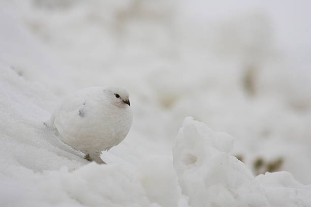 istock Rock Ptarmigan in Japan 636791870