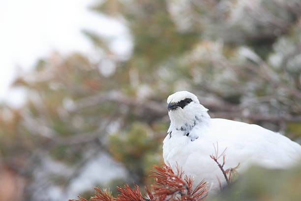 Willow ptarmigan (Lagopus lagopus). Wildlife.  Arctic,  Kolguev Island, Russia.