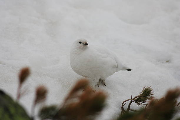 istock Rock Ptarmigan in Japan 636792094