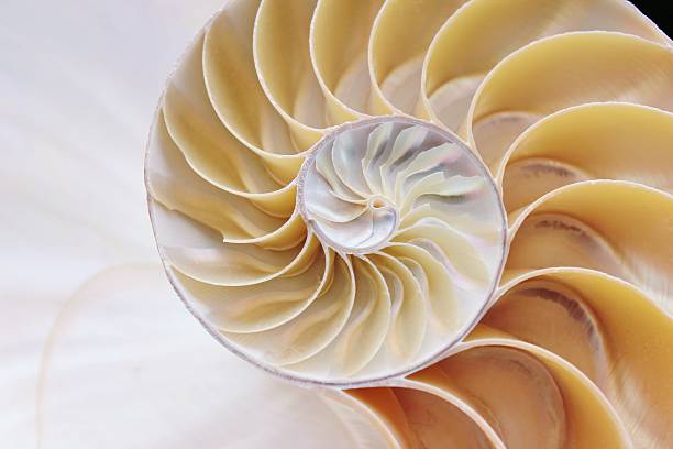 istock Fibonacci nautilus shell symmetry cross section spiral structure growth 636792658