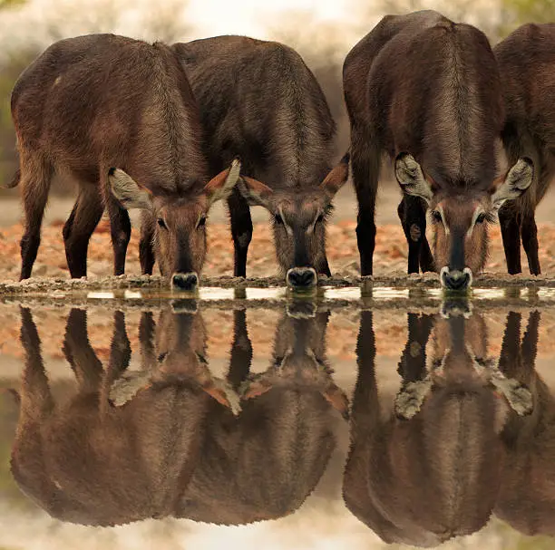 Photo of line of waterbuck drinking with good reflection