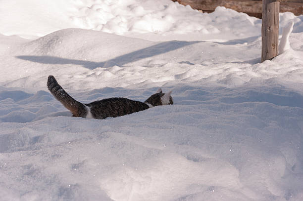 istock Cat in the winter scenery 636793290