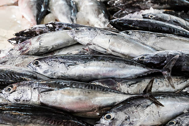 istock Fish stacked in close view, at Dubai Fish Market 636794218