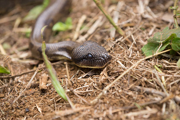 istock madagascar tree boa, Sanzinia madagascariensis 636794588