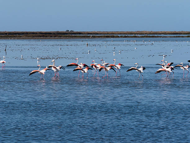istock Wild Dancing Flamingos - Africa 636794636