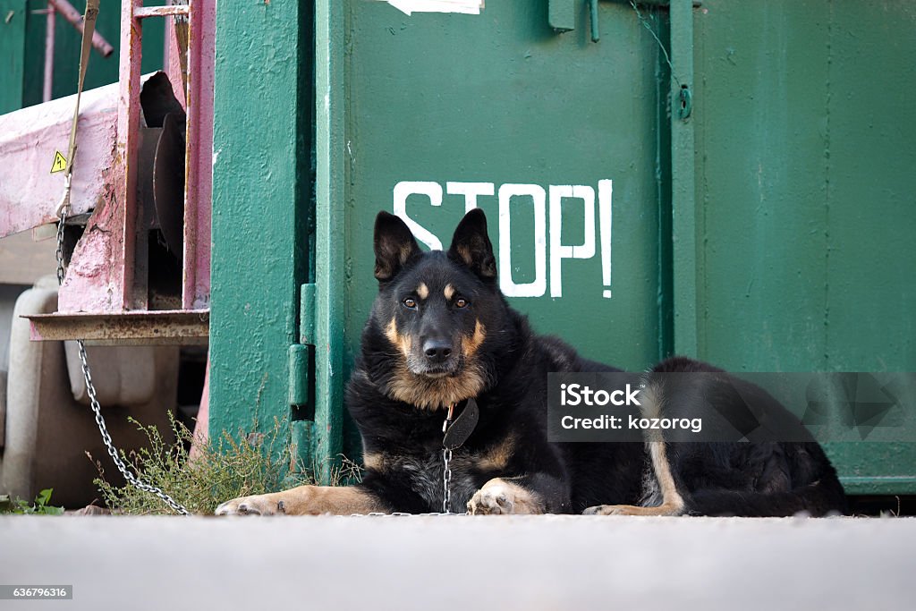 Dog shepherd carries the service Dog shepherd carries the service - protects the object on the chain. The inscription "stop". The dog lies there and stares Animal Stock Photo