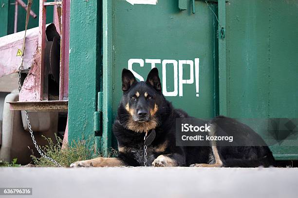 Dog Shepherd Carries The Service Stock Photo - Download Image Now - Animal, Beauty, Care