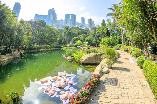 Scenic landscape with fish eye effect of the pond at the lush green garden of Hong Kong Park. On background, modern skyscrapers and towers in Central business district. Sunny day with blue sky.