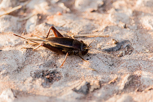 istock Black leaping chirping insect in natural 636796730