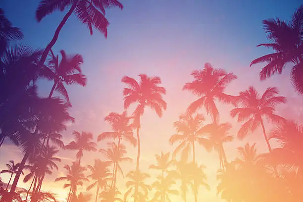 Photo of Sunset in tropics. Coconut trees and turquoise sea