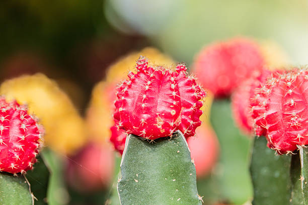 istock selective focus on a red cactus in the garden 636796978