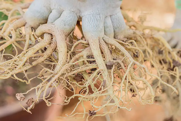 Root of azalea on the row in themarket for sale