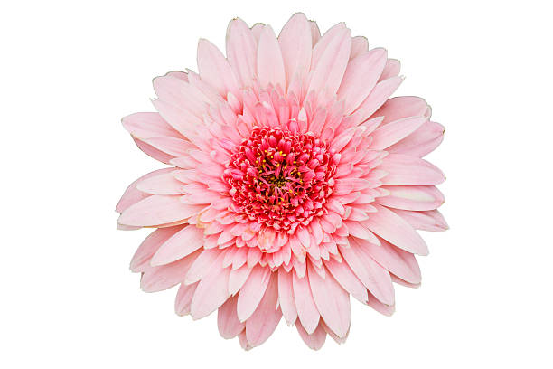 istock Pink Gerbera flower isolate on white background with clipping pa 636797306