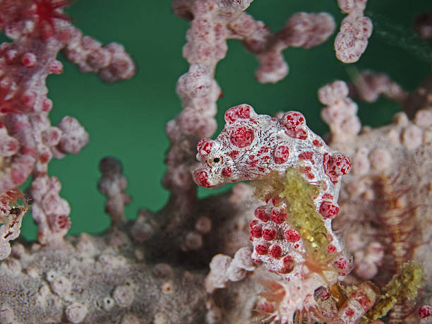 Pygmy Seahorse, dwarf seahorse (Hippocampus bargibanti) Underwater close up photography of a pygmy seahorse. coral gorgonian coral hydra reef stock pictures, royalty-free photos & images