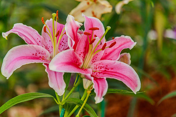 istock Pink lilly in the garden and tone color 636798064