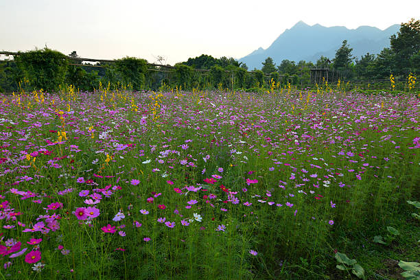 istock The beauty of nature around us. 636798078
