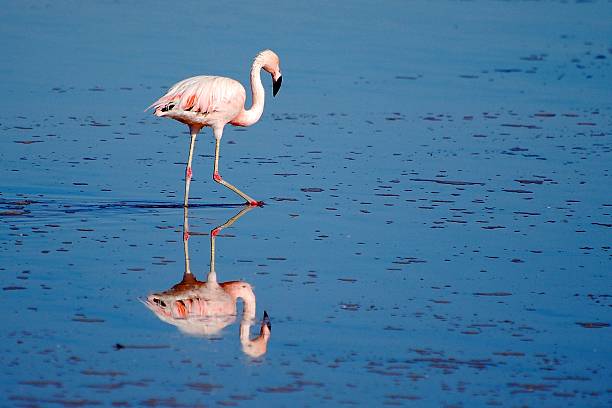 Reflection of a flamingo stock photo