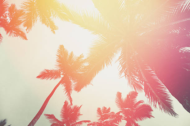 istock Sunset in tropics. Coconut trees and turquoise sea 636800570
