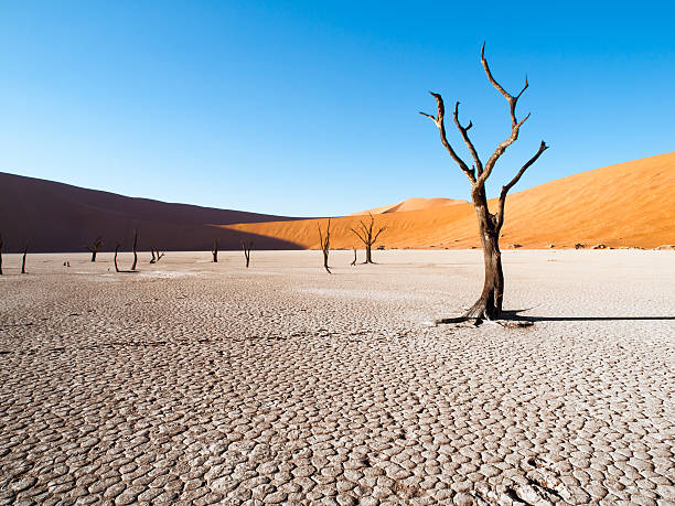 Dead camel thorn trees in Deadvlei dry pan with cracked