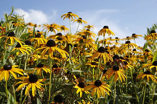 yellow flowers against blue sky (Rudbeckia, coneflowers)