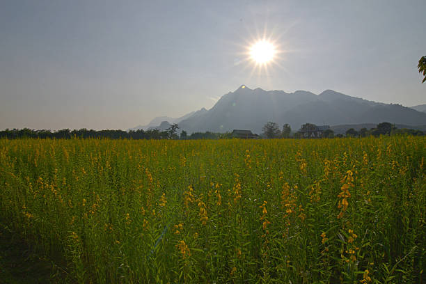 istock The beauty of nature around us. 636803094