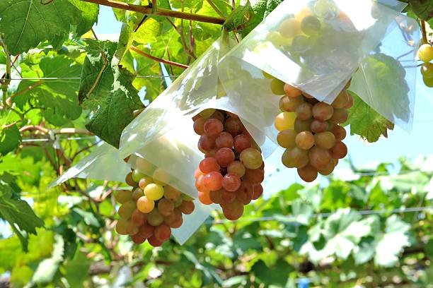 Grape Vine Of Katsunuma In Ymanashi Japan Stock Photo - Download