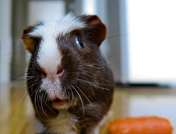 American crested/White crested guinea pig with carrot