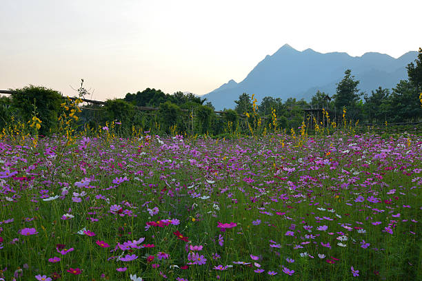 istock The beauty of nature around us. 636803668
