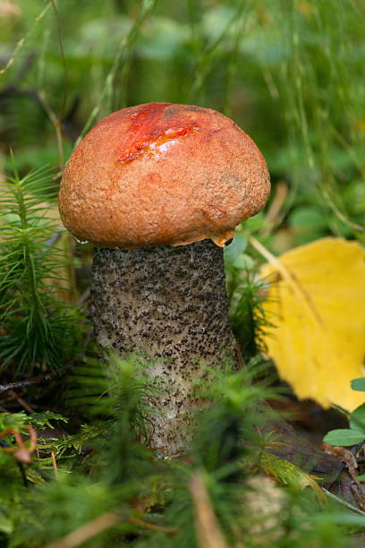 istock Red-capped bolete in autumn forest 636805420
