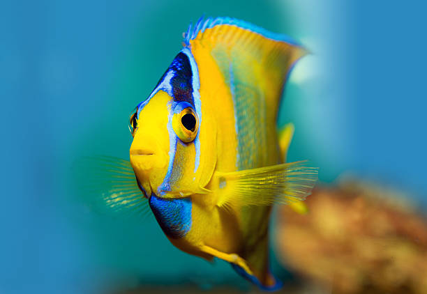 pesce angelo con letto re size - swimming animal foto e immagini stock