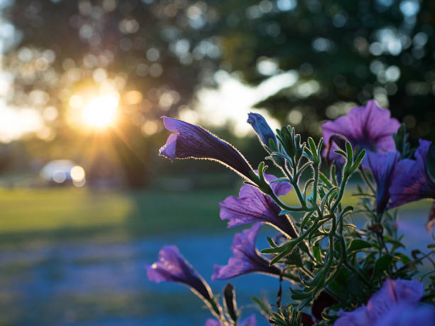 Flowers at sunset stock photo