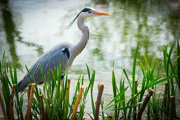 European Grey Heron in a field alongside an English lake.