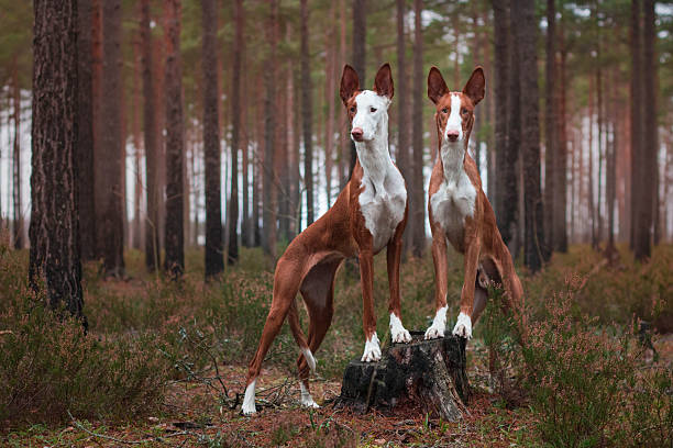 dei della foresta - podenco foto e immagini stock