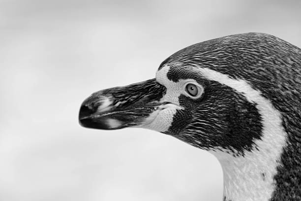 penquin di humboldt - sphenisciformes foto e immagini stock