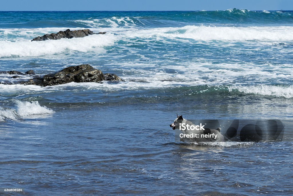 Dog getting fun Dog getting fun on wild beach playa Benijo, Tenerife island, Spain Activity Stock Photo