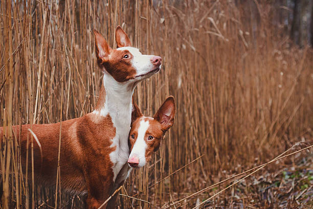 쥐다 me 타이트 - podenco 뉴스 사진 이미지