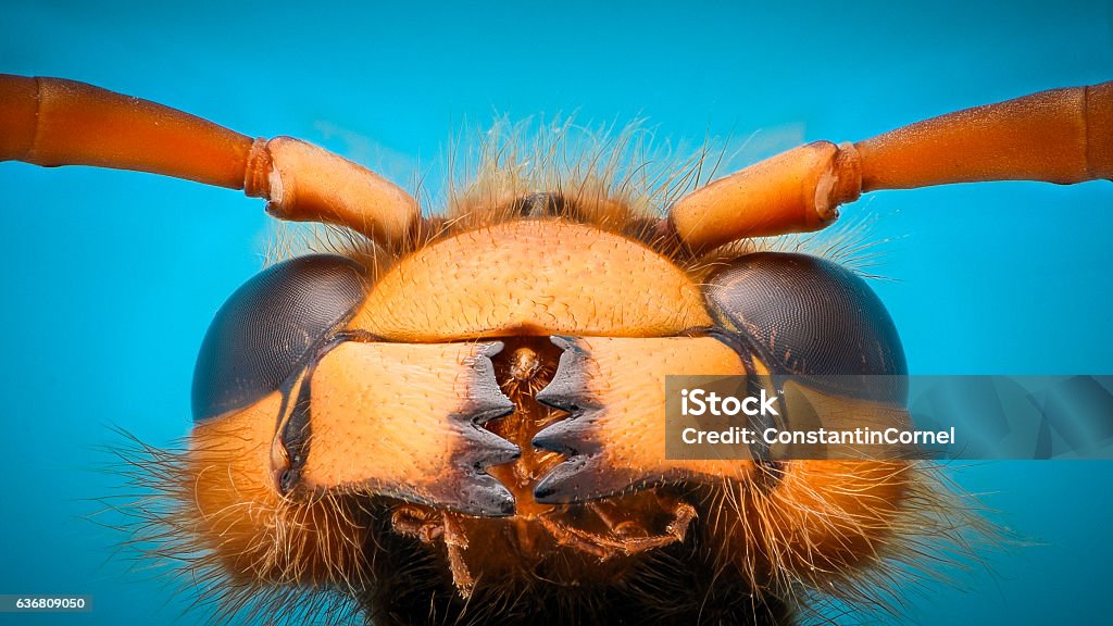 Aumento extremo - Mandíbulas de Avispa Gigante - Foto de stock de Insecto libre de derechos