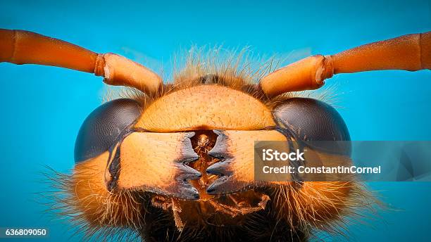 Aumento Extremo Mandíbulas De Avispa Gigante Foto de stock y más banco de imágenes de Insecto - Insecto, Cara humana, Macrofotografía