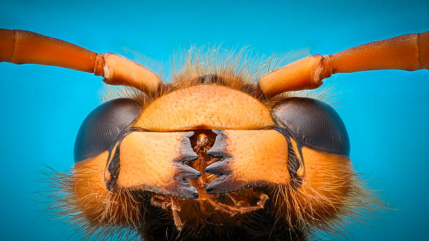 Extreme magnification - Giant Wasp Jaws stock photo