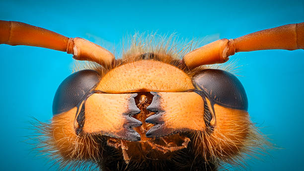 ampliação extrema - mandíbulas de vespa gigante - bee macro insect close up - fotografias e filmes do acervo