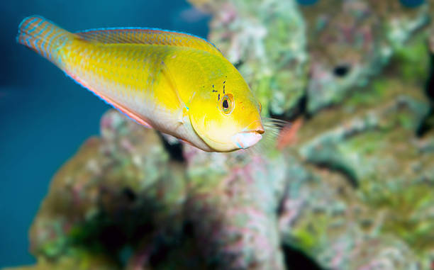 Yellow Coris Wrasse Yellow Coris Wrasse yellow coris wrasse stock pictures, royalty-free photos & images