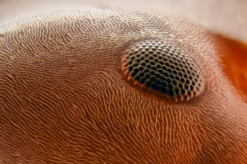 Extreme magnification - Ant eye 20x
