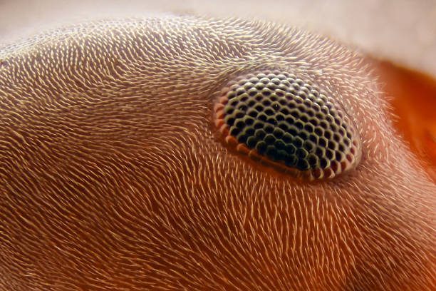 Extreme magnification - Ant eye 20x Extreme magnification - Ant eye 20x ant photos stock pictures, royalty-free photos & images