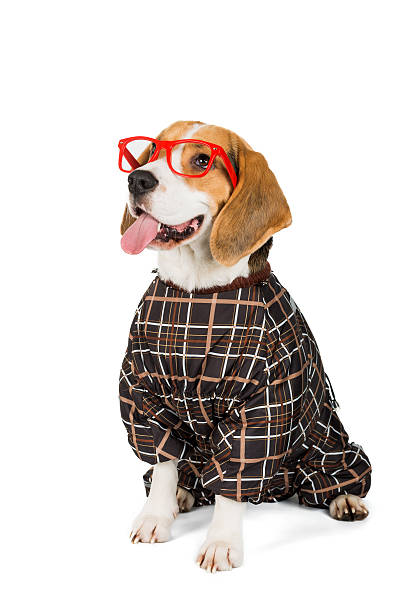 istock dog Beagle in the suit on white background 636809858