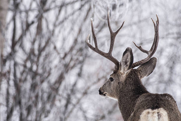 istock Mature mule deer buck in winter forest 636809876