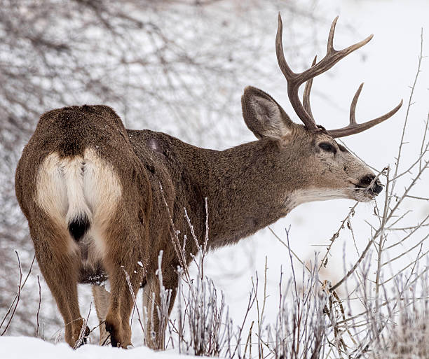 istock Mule deer buck feeding in winter forest 636809978