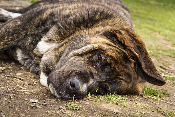 Brindle English Mastiff bitch lay on side on green grass