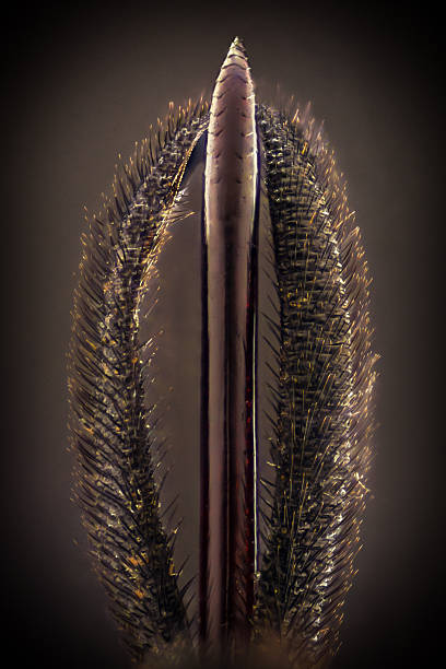 istock Extreme magnification - Black wasp stinger details 636810574