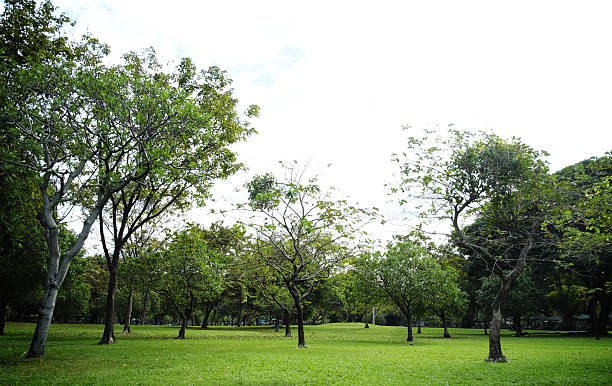 istock green grass field in big city park 636810690